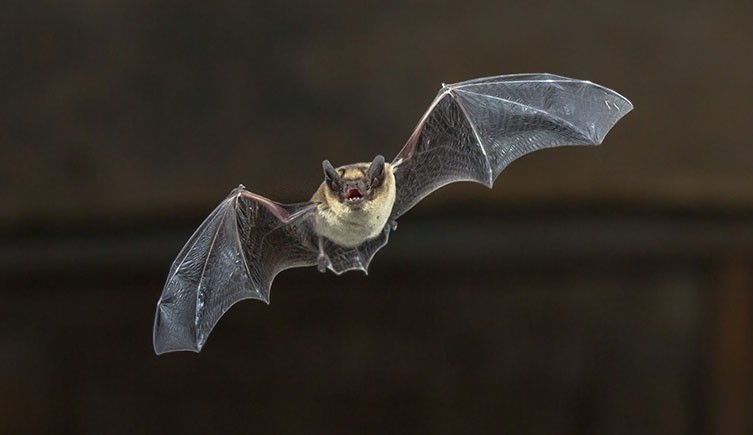 Bat Walk