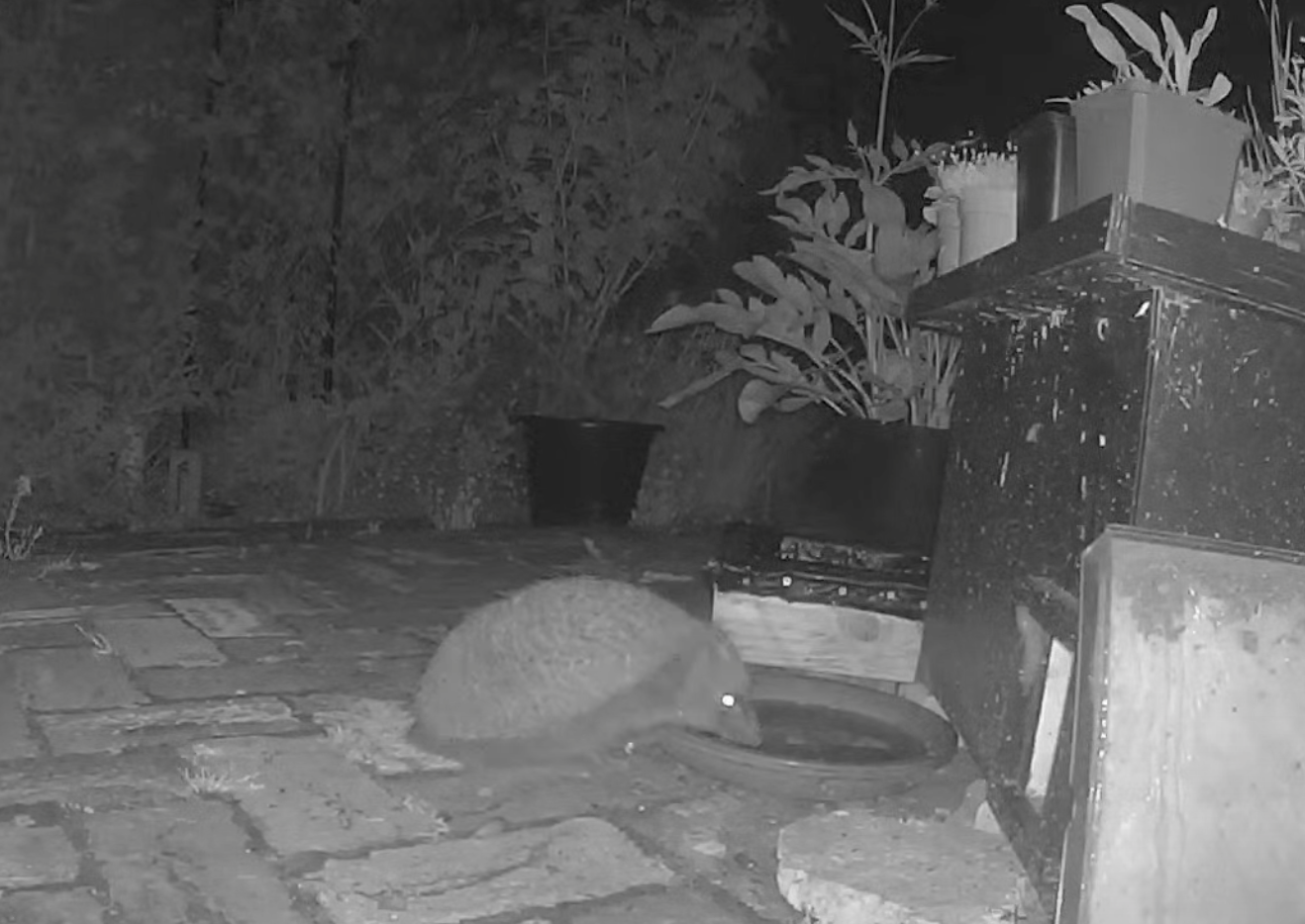 Meet "Hedgepig", from the Chestnut Avenue area
